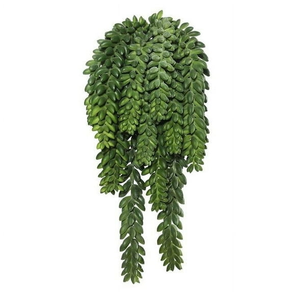 Donkeys Tail Bush X14 with 1311 Bean Succulent - 13 in.