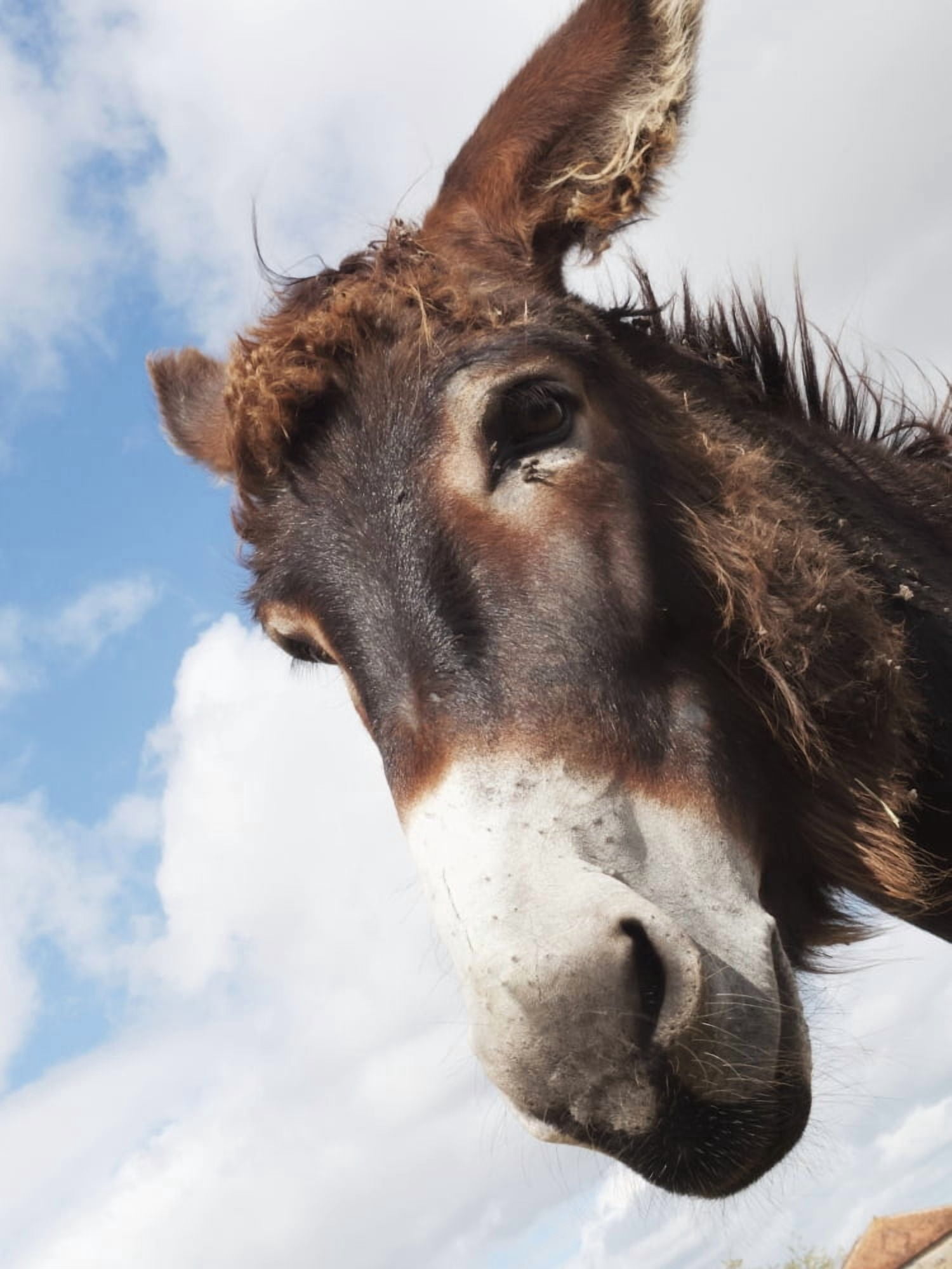 Donkeys head against a blue sky with cloud Charente France Canvas Art - Heather Elton Design Pics (13 x 17)