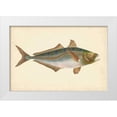 thumbnail image 1 of Donovan 18x13 White Modern Wood Framed Museum Art Print Titled - Donovan Antique Fish III, 1 of 4