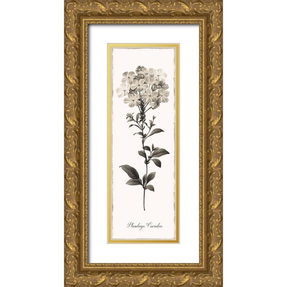 Donovan, Kelly 11x24 Gold Ornate Wood Framed with Double Matting Museum Art Print Titled - Slender Leadwort