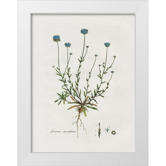 Donovan, Kelly 12x14 White Modern Wood Framed Museum Art Print Titled - Bellflower Study