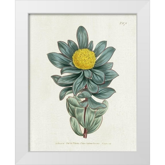 Donovan, Kelly 12x14 White Modern Wood Framed Museum Art Print Titled - Protea N78