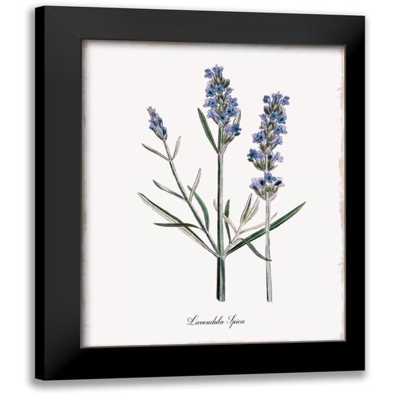 Donovan, Kelly 15x18 Black Modern Framed Museum Art Print Titled - Lavender