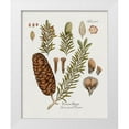 thumbnail image 1 of Donovan, Kelly 15x18 White Modern Wood Framed Museum Art Print Titled - Botanical Fir, 1 of 4