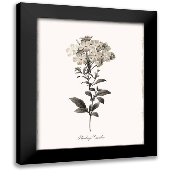 Donovan, Kelly 20x24 Black Modern Framed Museum Art Print Titled - Sketchbook Leadwort
