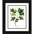 thumbnail image 1 of Donovan, Kelly 20x24 Black Ornate Wood Framed with Double Matting Museum Art Print Titled - Bears Oak, 1 of 4