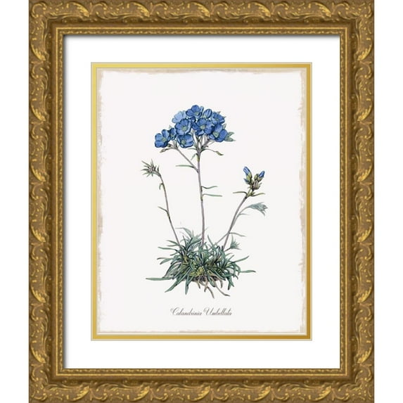 Donovan, Kelly 20x24 Gold Ornate Wood Framed with Double Matting Museum Art Print Titled - Caladrinia