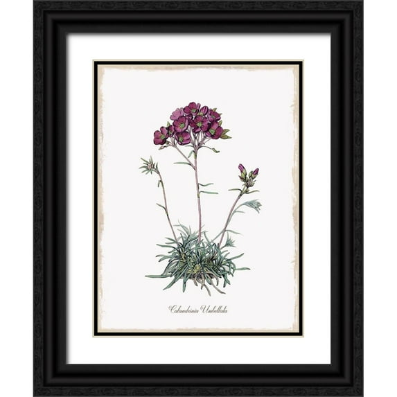 Donovan, Kelly 25x32 Black Ornate Wood Framed with Double Matting Museum Art Print Titled - Botanical