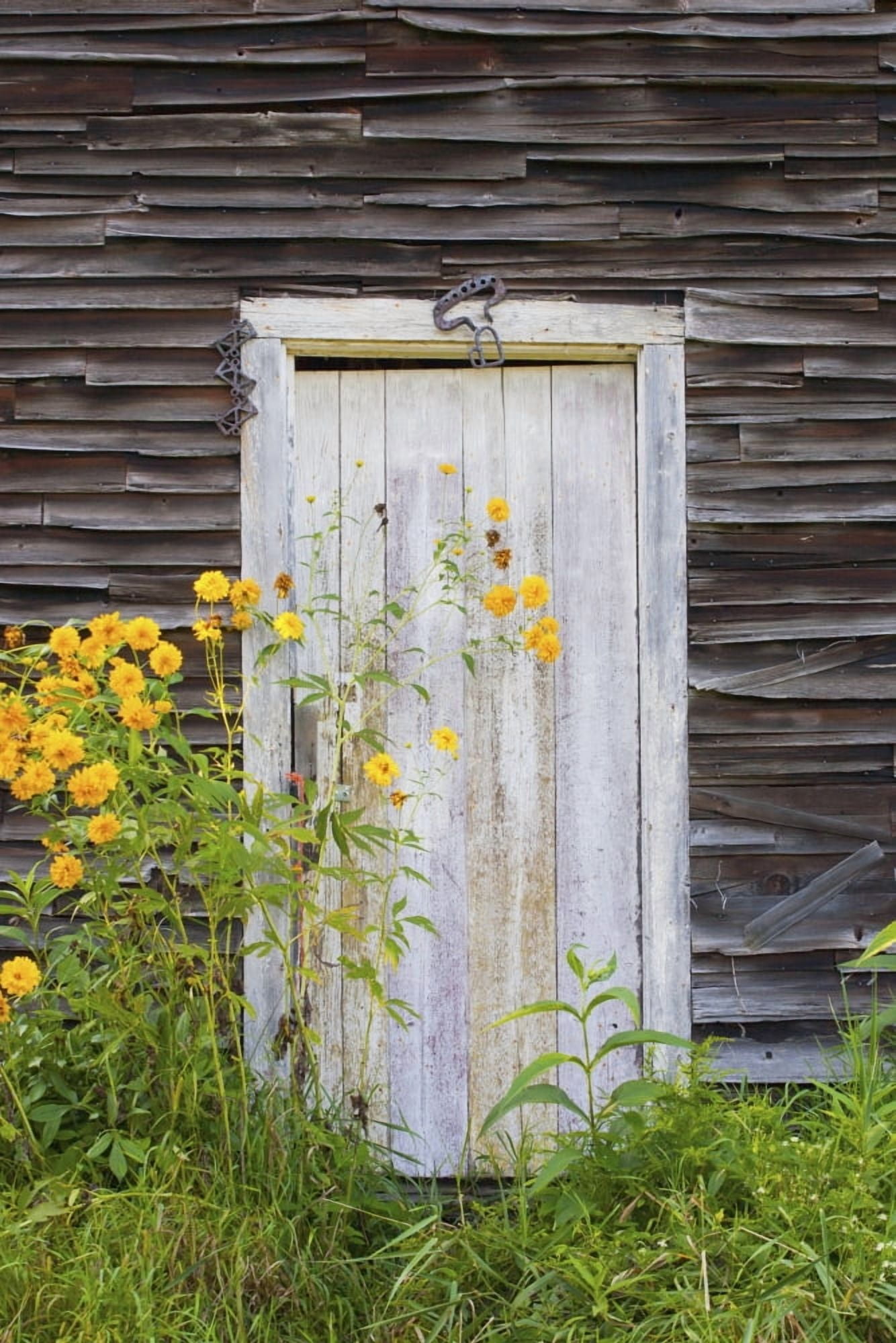 Door To An Old Shed With Wildflowers Growing Outside Iron Hill Quebec Canada Canvas Art - David Chapman Design Pics (12 x 19)