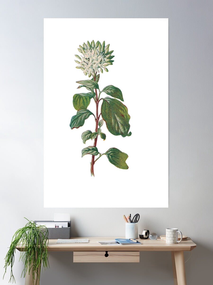Dopaprint UNFRAMED PAPER POSTER Dogwood Print, Original Flower Print ...
