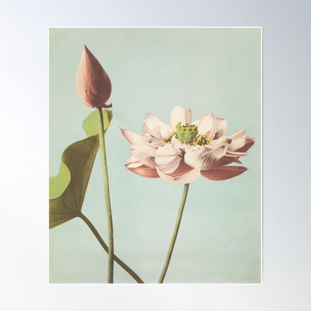 Printing Paper Lotus Petal Living Room Decor preview