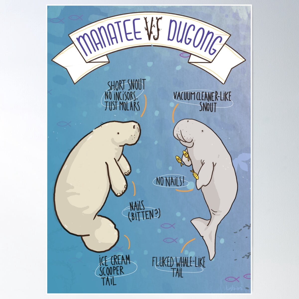 Dopaprint UNFRAMED PAPER POSTER Manatee Vs Dugong: An Educational ...