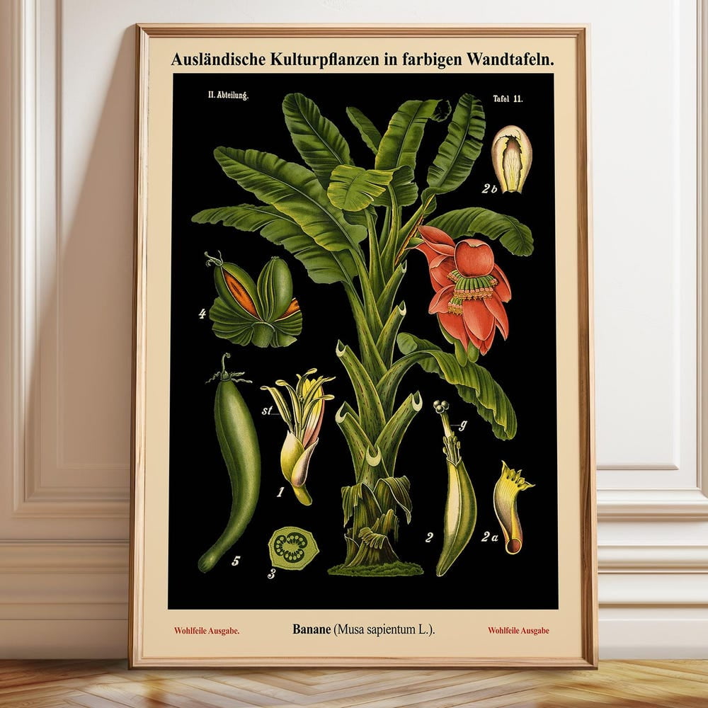 Dopaprint UNFRAMED PAPER POSTER Old Educational Botanical Chart ...