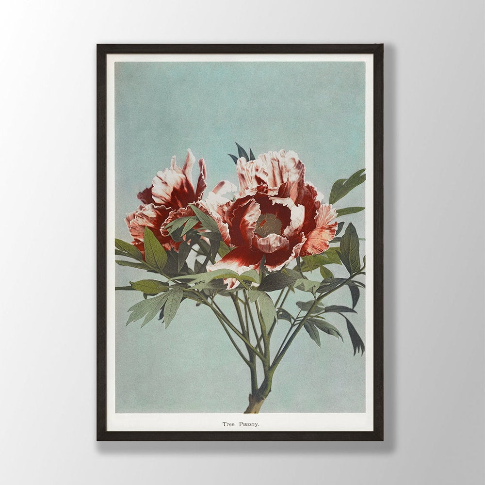Dopaprint UNFRAMED PAPER POSTER Vintage Peony Print, Japanese Flower ...