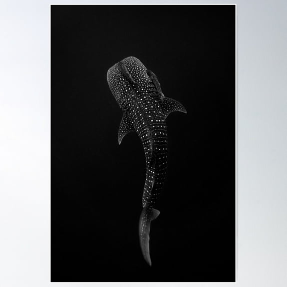 Dopaprint UNFRAMED PAPER POSTER Whale Shark Portrait - Black And White ...