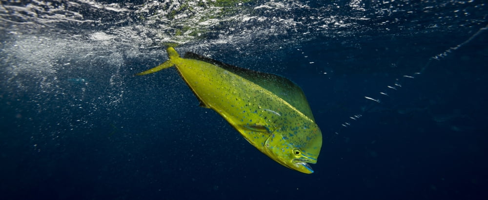 Dorado (Coryphaena hippurus) is caught on a fishing line and tries to swim away just below the water surface Durban South Africa Canvas Art - Panoramic Images (27 x 9)