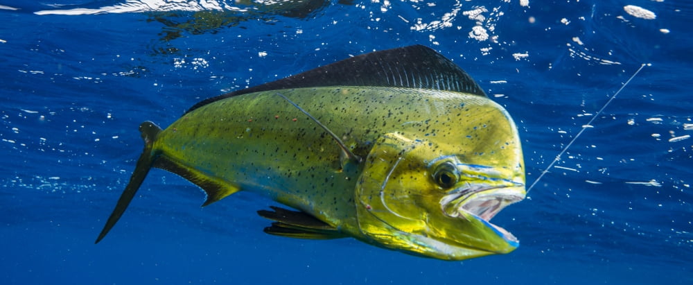 Dorado (Coryphaena hippurus) is seen to be caught with fishing line coming out of the mouth Durban South Africa Canvas Art - Panoramic Images (27 x 9)
