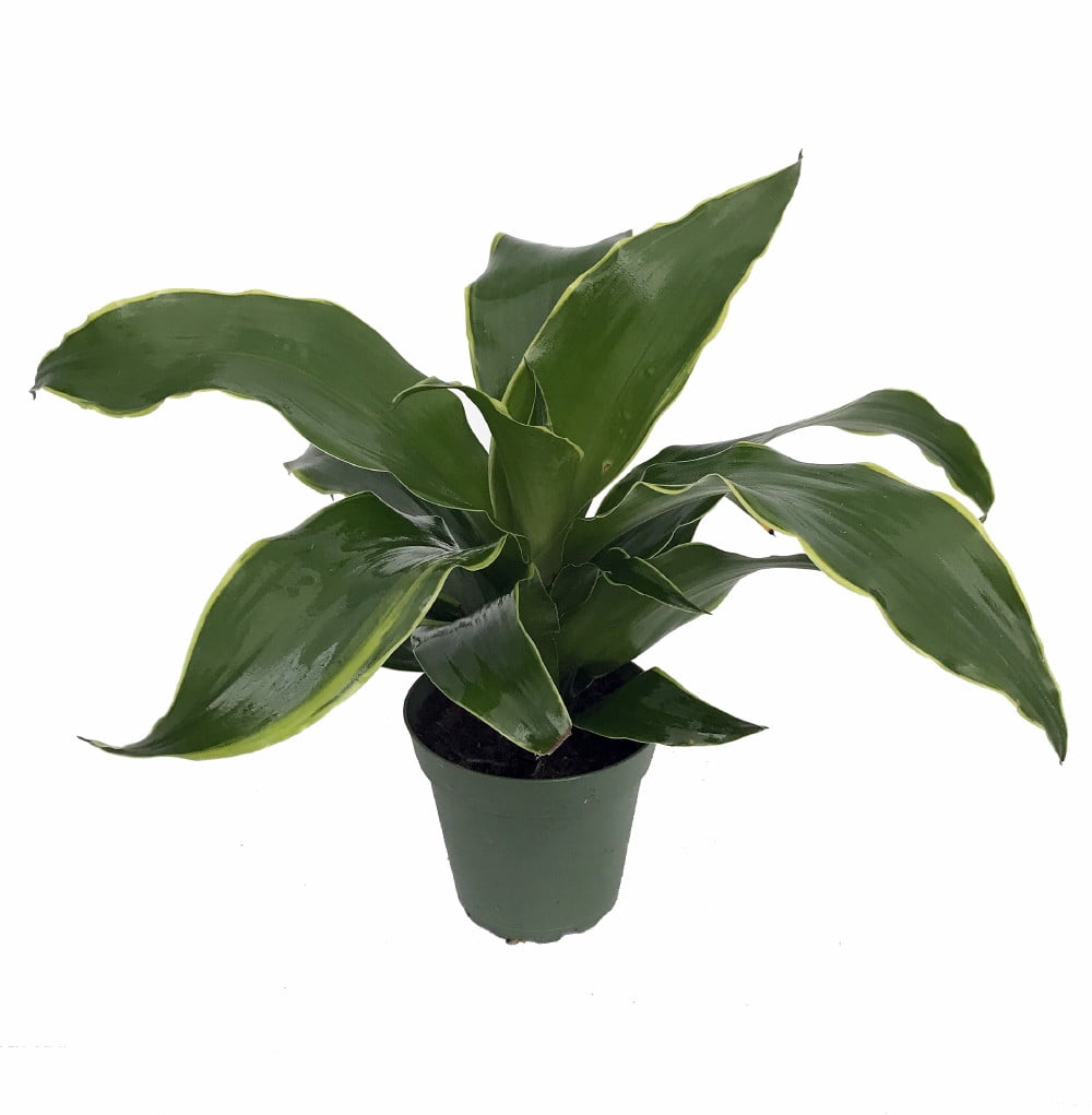 Dorado Dragon Tree - Pleomele - Dracaena -4" Pot - Walmart.com