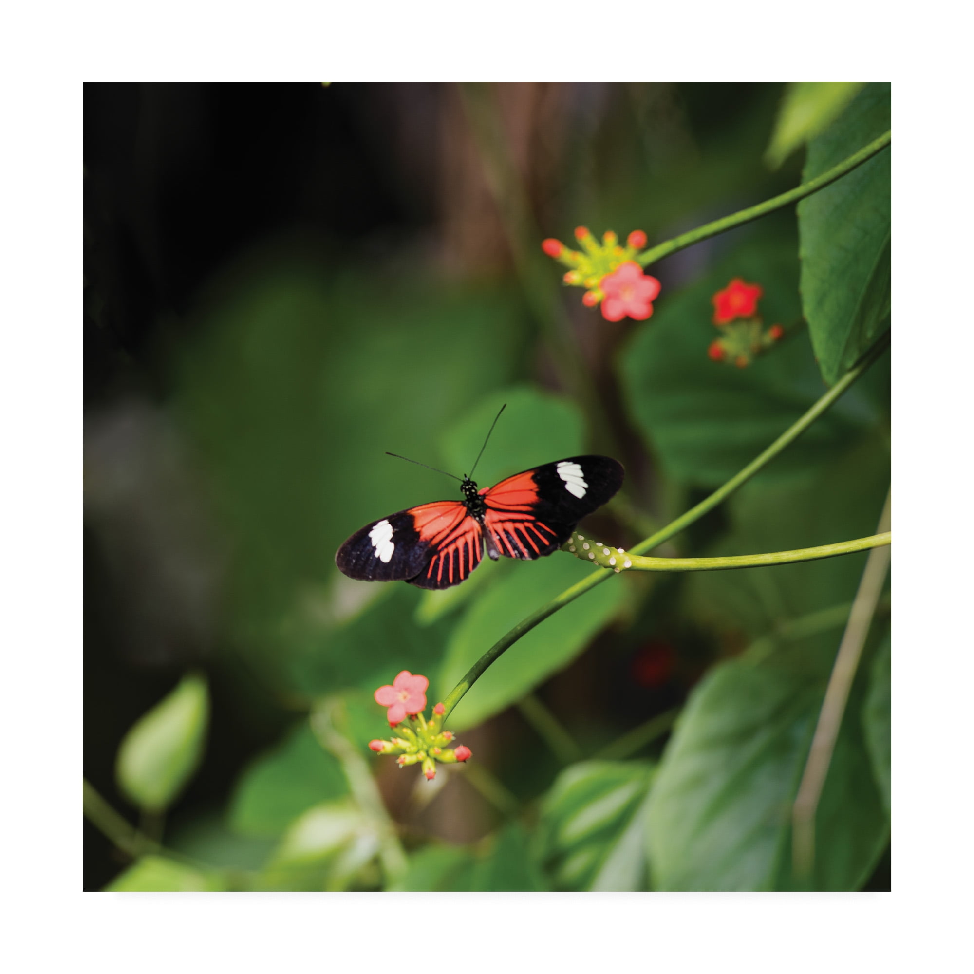 Doris Longwing Butterfly' Canvas Art by Kurt Shaffer