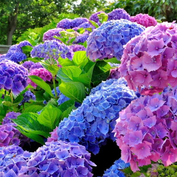 Dormant Hydrangea Live Plant Bush Shrub for Planting, 5 to 9" Hydrangea Tree Plant for Outdoor Planting, Change Color Flower Blooms (Deep Blue Purple to Pink)