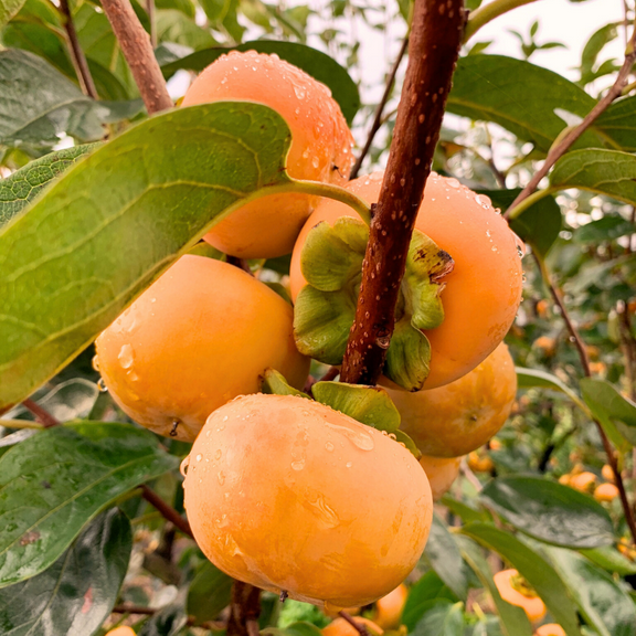 Dormant Persimmon Live Plant, Edible Fruit in Quart Pot, 8-10 Inches, Diospyros Virginiana, Zones 7-9