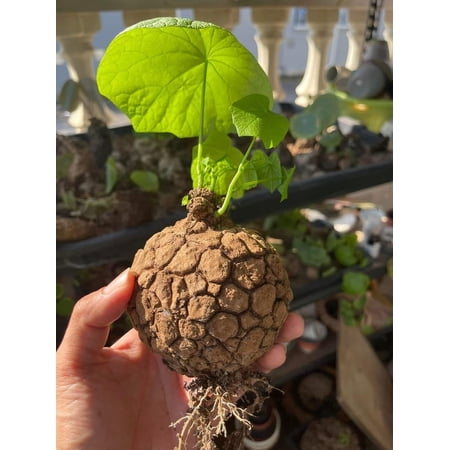 Dormant Stephania Suberosa Bulb – Rare Caudex Plant, Easy to Grow