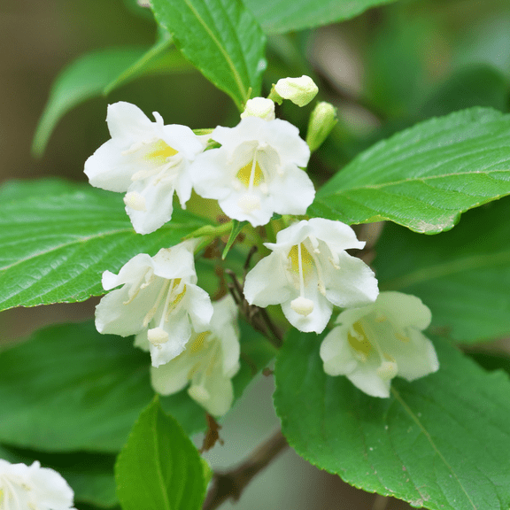 Dormant White Weigela Rounded Shrubs Live Plant in 4 Inch Pot, White Flowering Bush, 6 to 12 Inch Tall