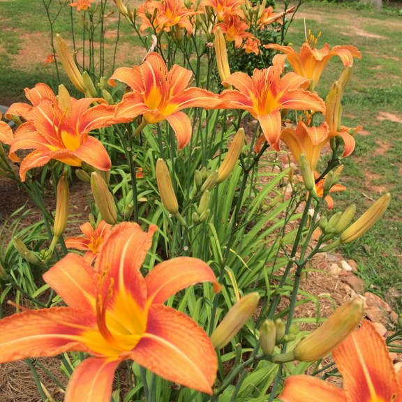 Dormant Wild Orange Daylily 10 Roots Live Plant, Fragrant Ditch Lily Fan Roots Systems