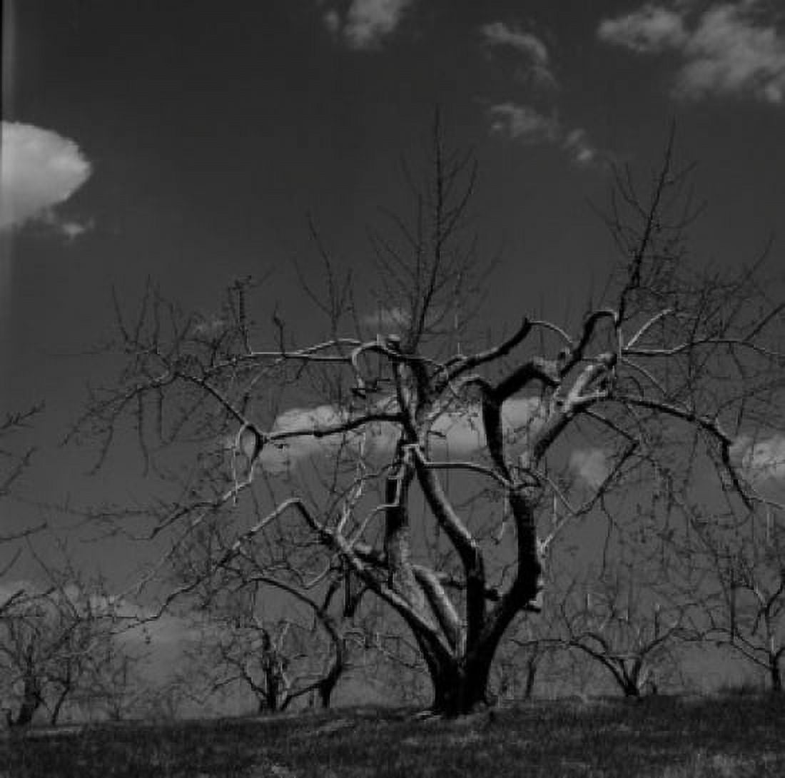 Dormant apple orchard Canvas Art - (18 x 24)