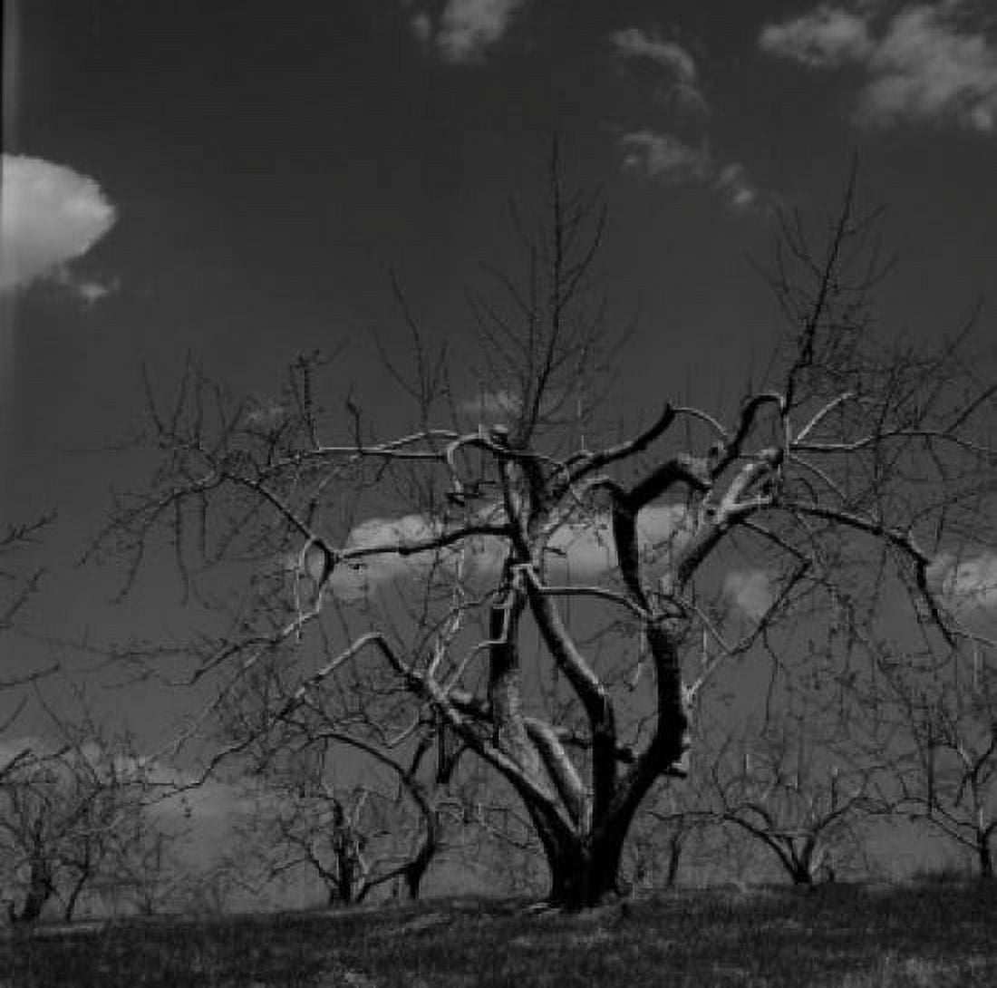Dormant apple orchard Canvas Art - (24 x 36)