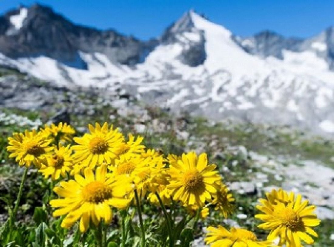 Doronicum Flowers Nationalpark Hohe Tauern Canvas Art - Martin Zwick DanitaDelimont (24 x 18)