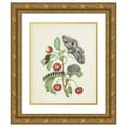 thumbnail image 1 of Dorothea Maria Gsell 12x14 Gold Ornate Wood Frame and Double Matted Museum Art Print Titled - Metamorphosis of a Small Emperor Moth (After 1679), 1 of 4