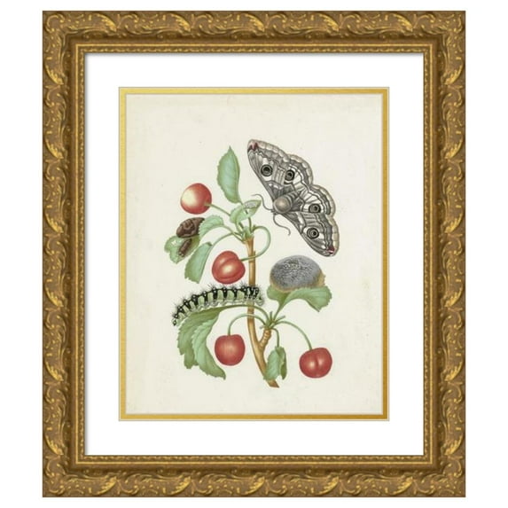 Dorothea Maria Gsell 12x14 Gold Ornate Wood Frame and Double Matted Museum Art Print Titled - Metamorphosis of a Small Emperor Moth (After 1679)