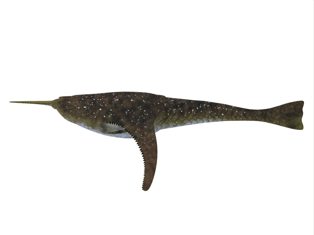 Doryaspis jawless fish from the Devonian Period Canvas Art - Corey FordStocktrek Images (33 x 25)