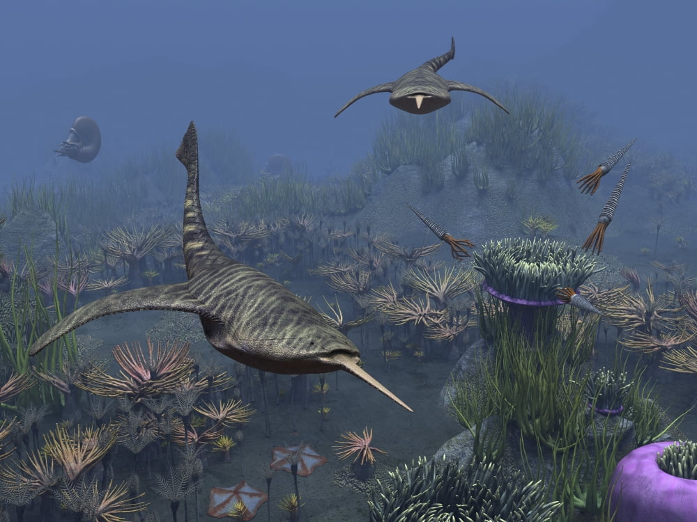 Doryaspis swim amongst a bed of Anthozoa Canvas Art - Walter MyersStocktrek Images (33 x 25)