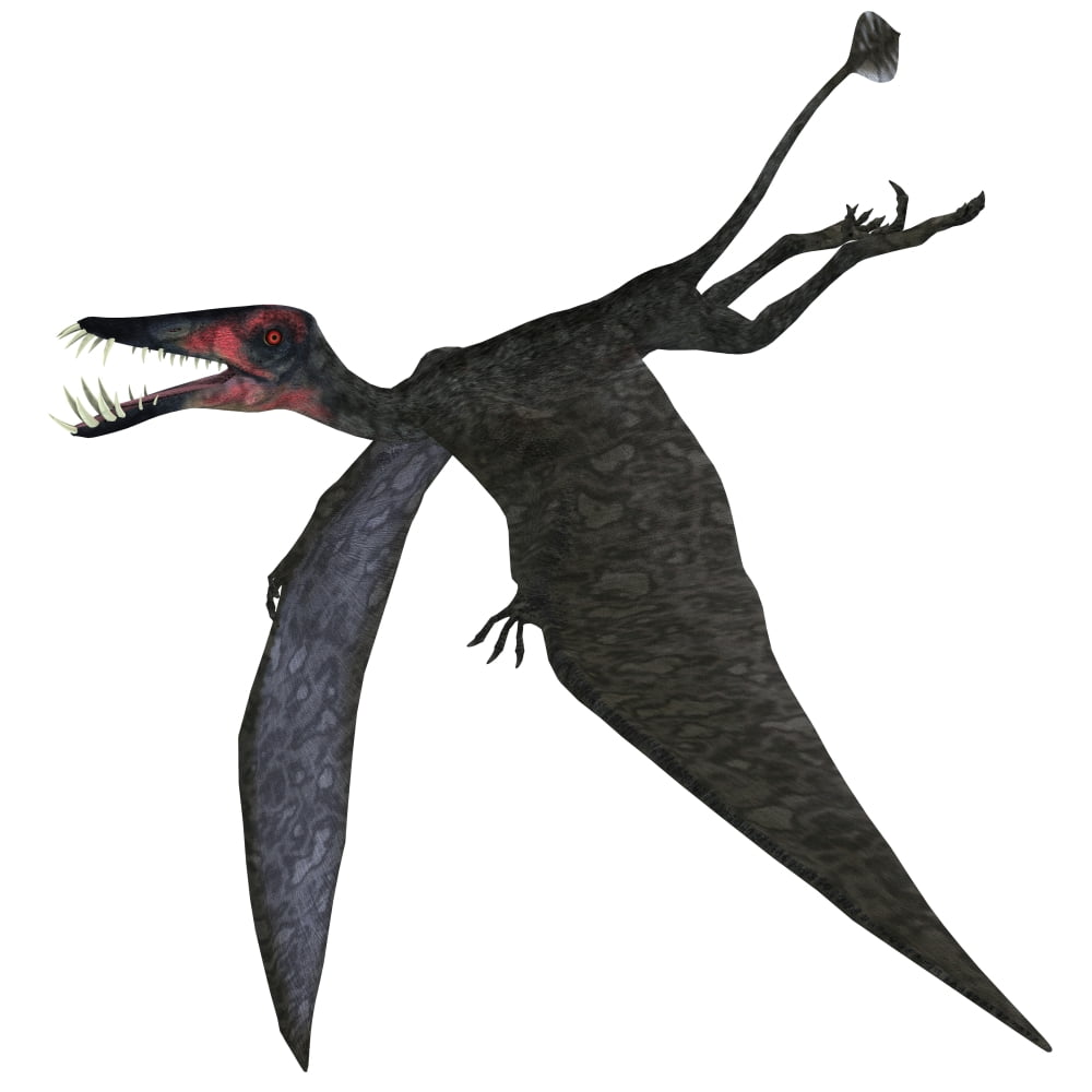 Dorygnathus a genus of pterosaur from the Jurassic Period Canvas Art - Corey FordStocktrek Images (29 x 29)