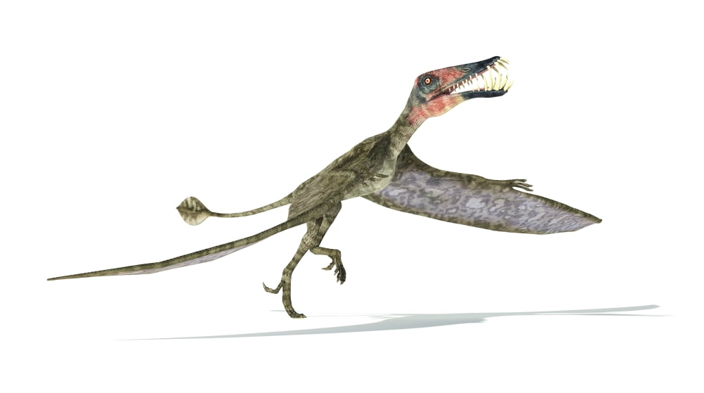 Dorygnathus flying dinosaur Canvas Art - Leonello CalvettiStocktrek Images (19 x 11)
