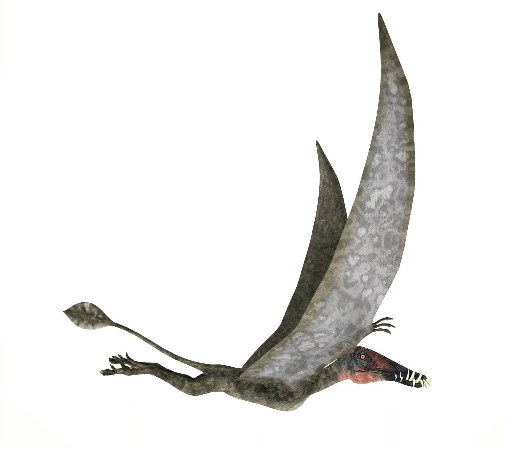 Dorygnathus flying dinosaur Canvas Art - Leonello CalvettiStocktrek Images (30 x 27)