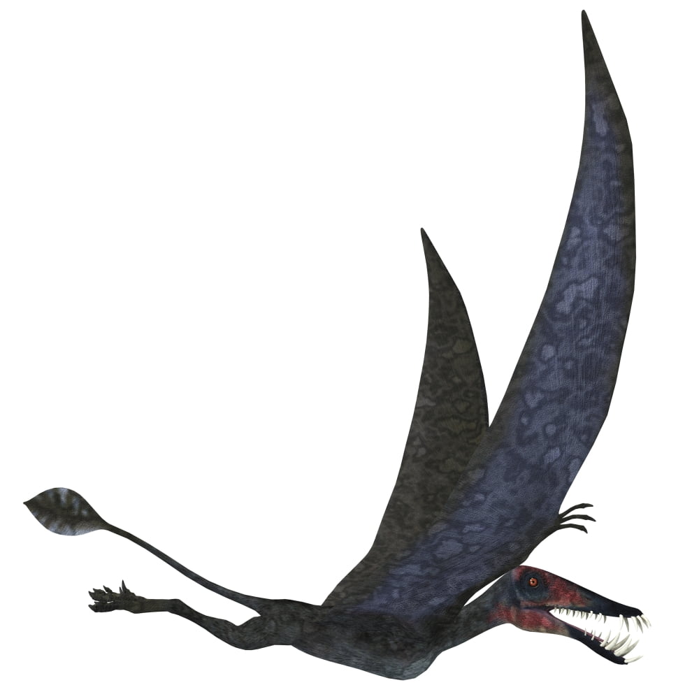 Dorygnathus pterosaur from the Jurassic Period Canvas Art - Corey FordStocktrek Images (29 x 29)