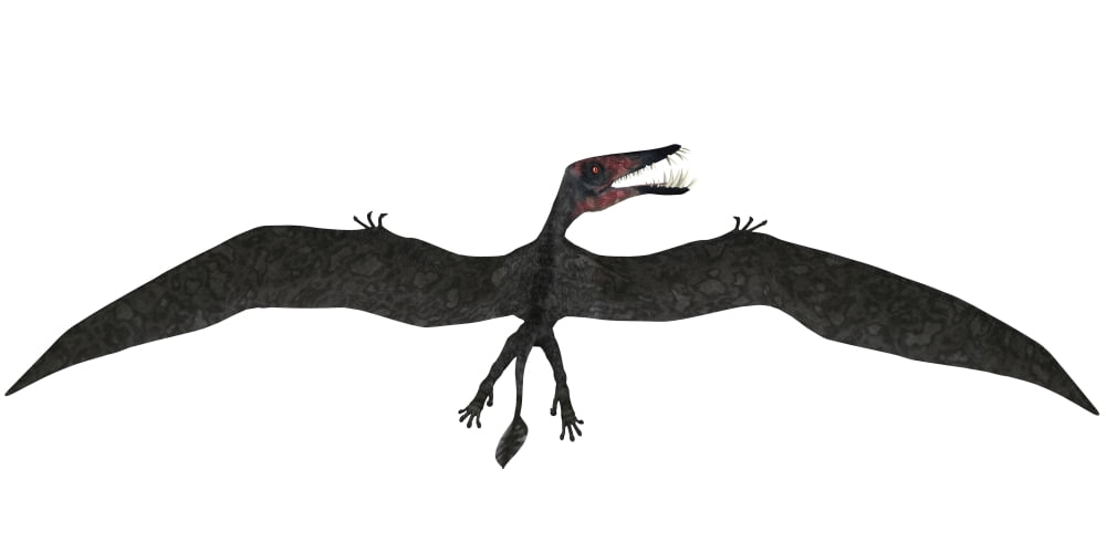 Dorygnathus was a pterosaur that lived iduring the Jurassic period Canvas Art - Corey FordStocktrek Images (40 x 20)