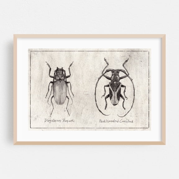 Dorysthenes Buqueti - Drawing Black and White Vintage Nature Botanical Line Art Oak Framed Wall Art Print 5 x 7 inches