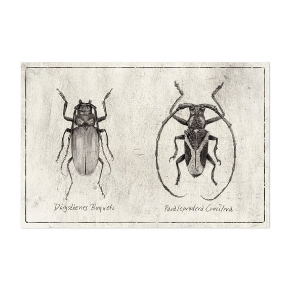 Dorysthenes Buqueti - Drawing Black and White Vintage Nature Botanical Line Art Unframed Wall Art Print 8 x 12 inches