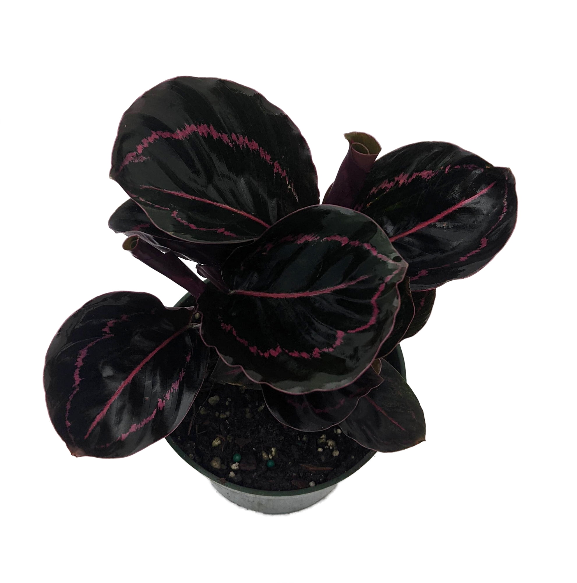 Dottie Rose Painted Prayer Plant - Calathea Roseopicta 'Dottie' - 2.5" Pot