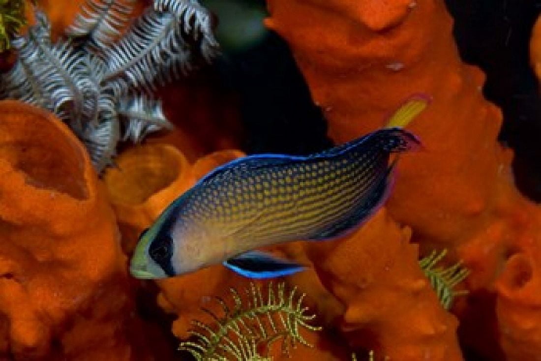 Dottyback corals marine life Canvas Art - Jaynes Gallery DanitaDelimont (26 x 18)