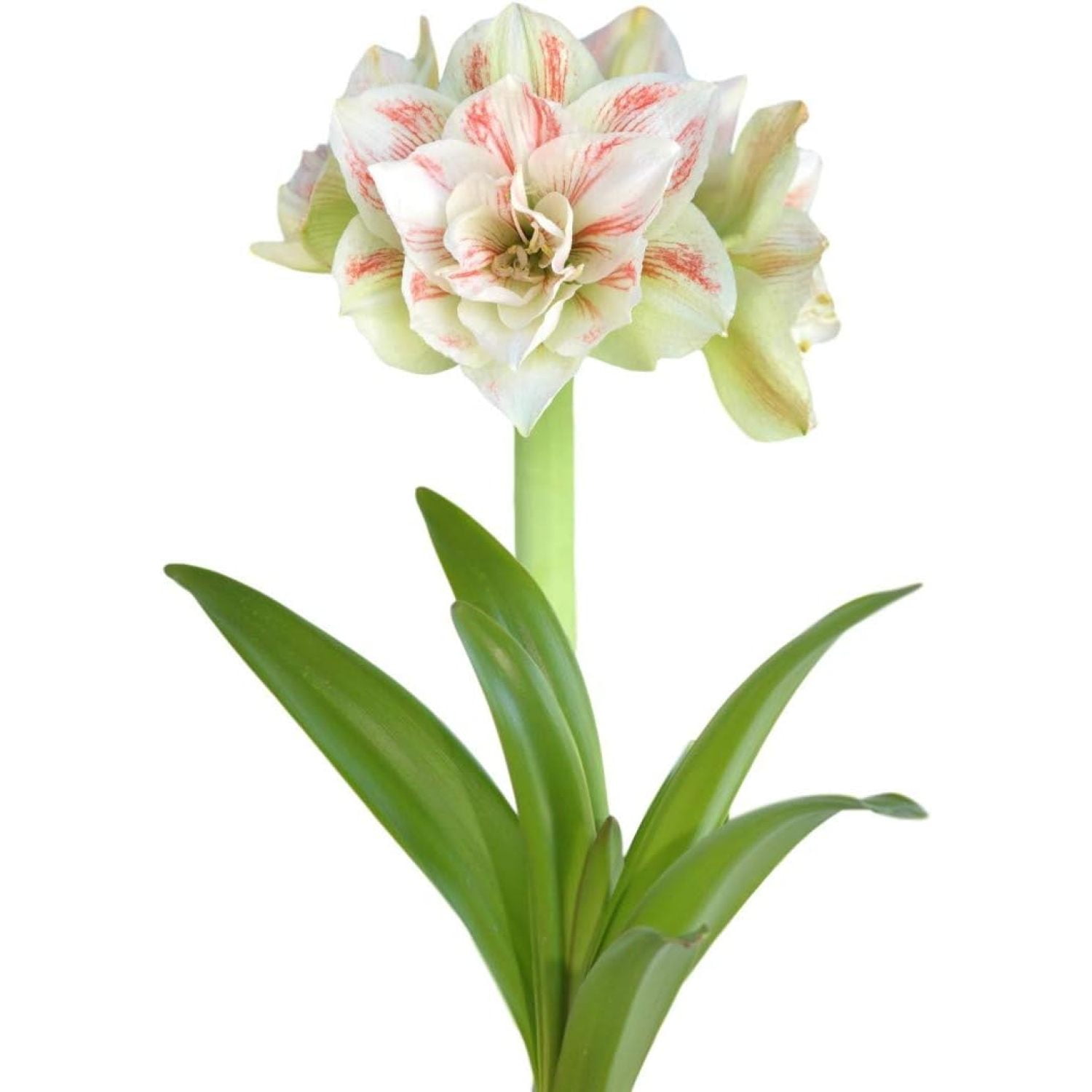 Double Amaryllis Bulb Red and White Candy Cane Amaryllis Nymph Ships