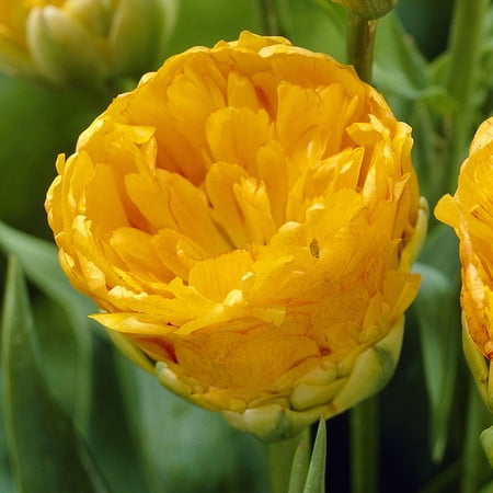 Double Beauty of Apeldoorn Darwin Hybrid Tulip Flower Bulbs - 10 Bulbs per Pack - Good as Cut Flowers - Easy to Grow Live Plants - Outdoor Garden