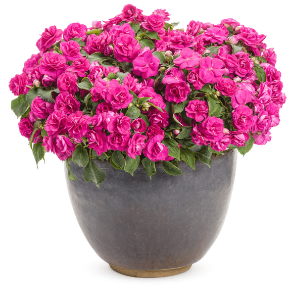 Double Bloom Rosette Impatiens Live Plant, Purple Flowers, 46 Inch Tall, Compact Flowering Plant for Indoor Outdoor Containers