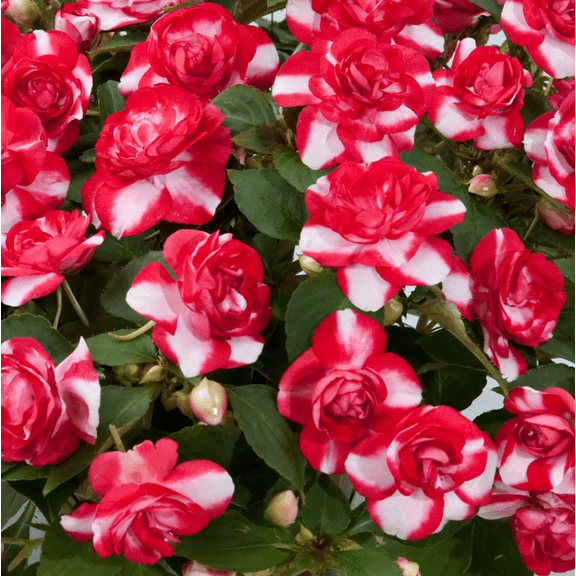 Double Bloom Rosette Impatiens Live Plant, Red and White Flowers, 46 Inch Tall, Compact Flowering Plant for Indoor Outdoor Containers
