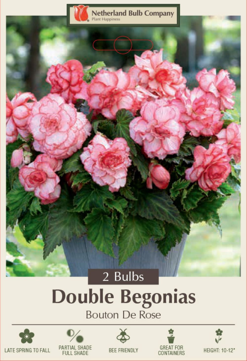 Hirt's Gardens Begonia