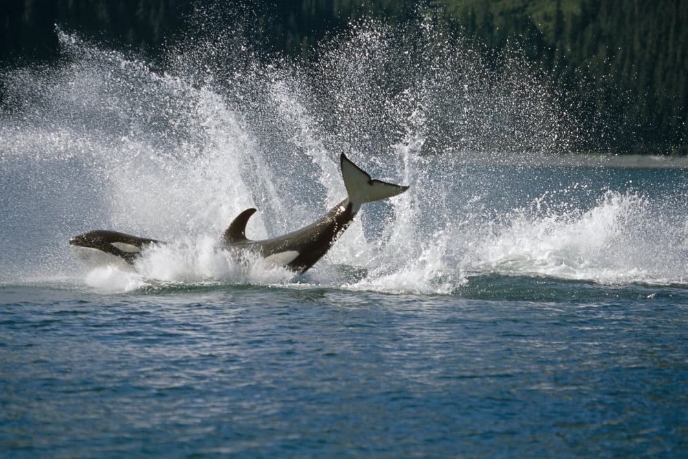 Double Breaching Orcas Bainbridge Passage Prince William Sound Alaska Summer Southcentral Canvas Art - Calvin Hall Design Pics (17 x 11)
